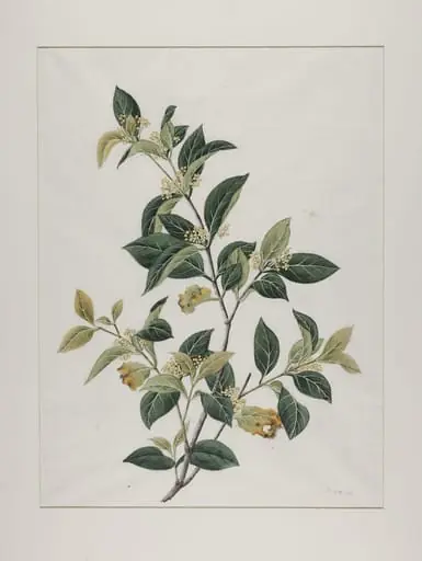 Mock lime (aglaia odorata), zhen zhu lan or mi zi lan, by Unknown