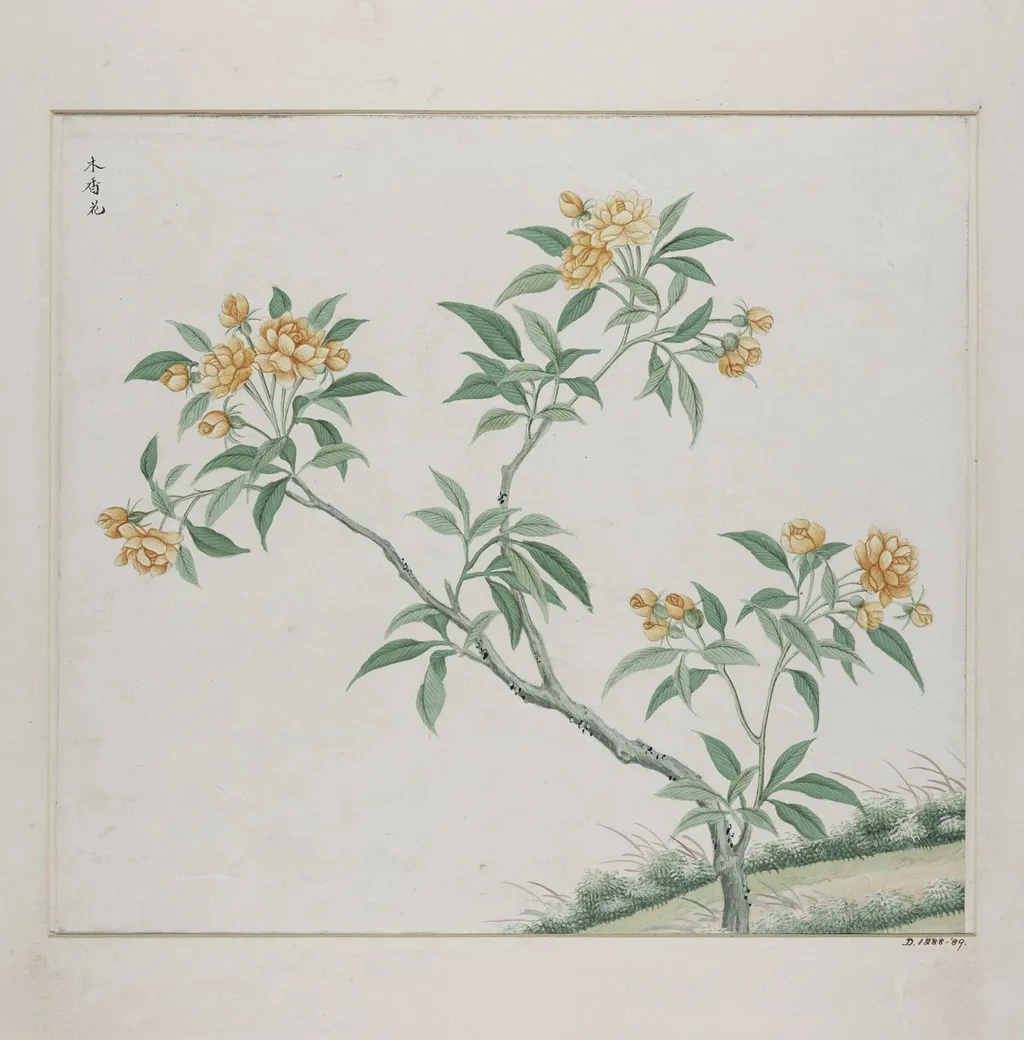 Mu xiang hua, by Unknown, paint, 1780