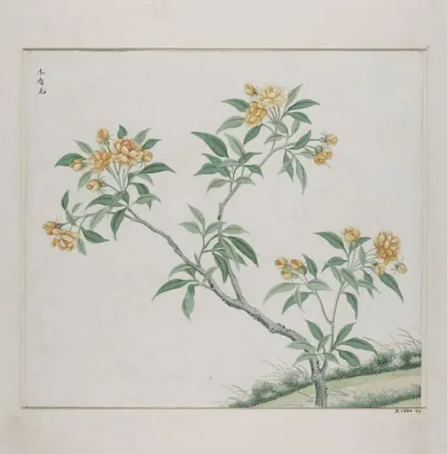 Mu xiang hua, by Unknown