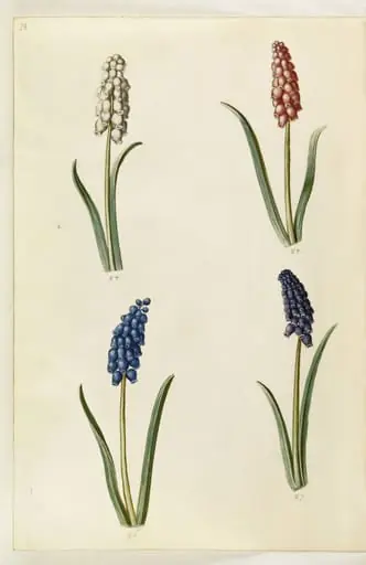 Muscari botryoides (almindelig perlehyacint), by Unknown