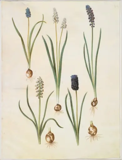 Muscari botryoides (almindelig perlehyacint); Muscari racemosum (muskat-perlehyacint); Muscari neglectum, by Unknown