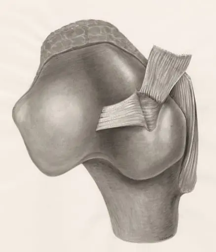 Muscular tissue on a joint, by Unknown, 1970
