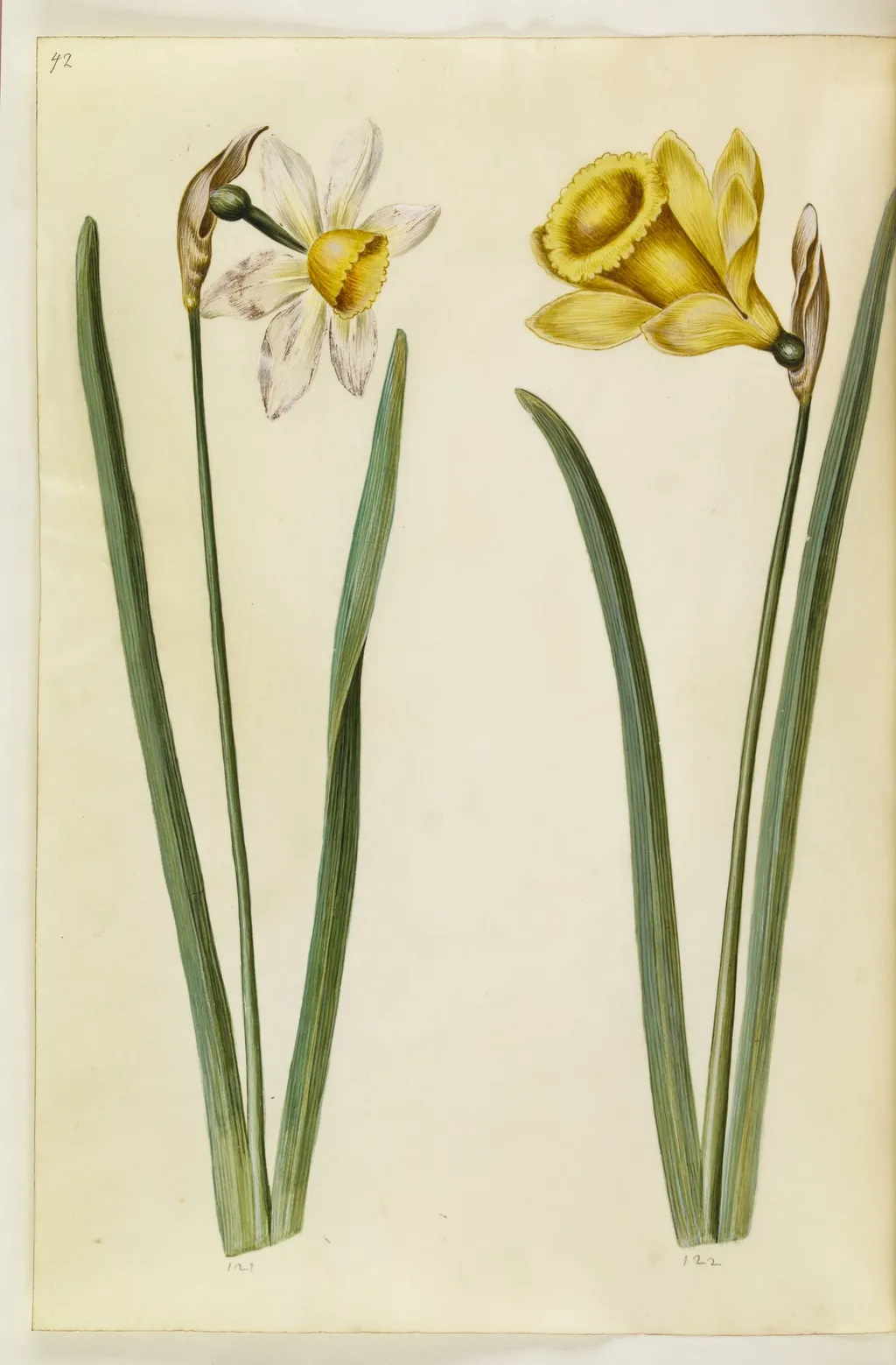 Narcissus ×incomparabilis (have-narcis); Narcissus pseudonarcissus (påskelilje), by Unknown, unspecified, 1650