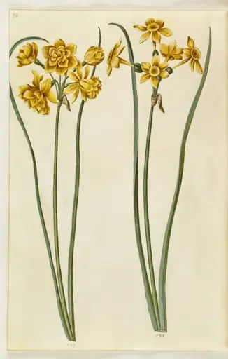 Narcissus jonquilla (siv-narcis), by Unknown