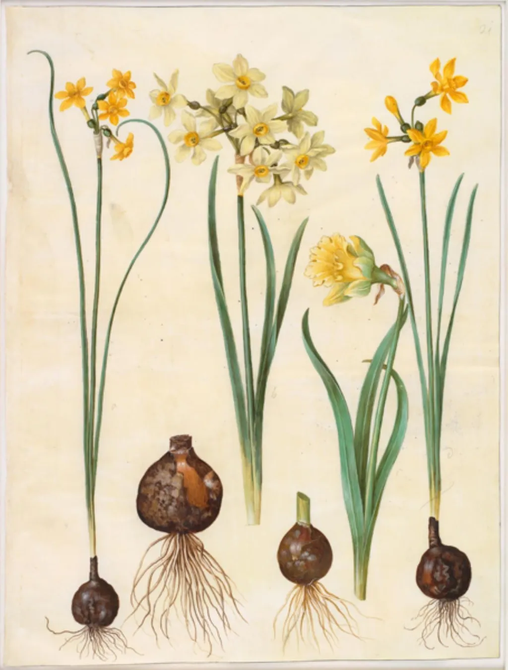 Narcissus jonquilla (siv-narcis); Narcissus tazetta aureus (guld-tazet); Narcissus pseudonarcissus bicolor (tofarvet påskelilje), by Unknown, unspecified, 1654