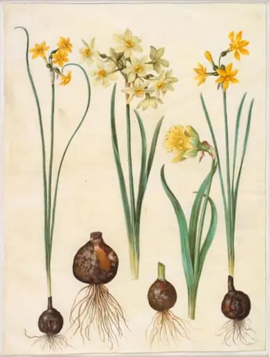 Narcissus jonquilla (siv-narcis); Narcissus tazetta aureus (guld-tazet); Narcissus pseudonarcissus bicolor (tofarvet påskelilje), by Unknown