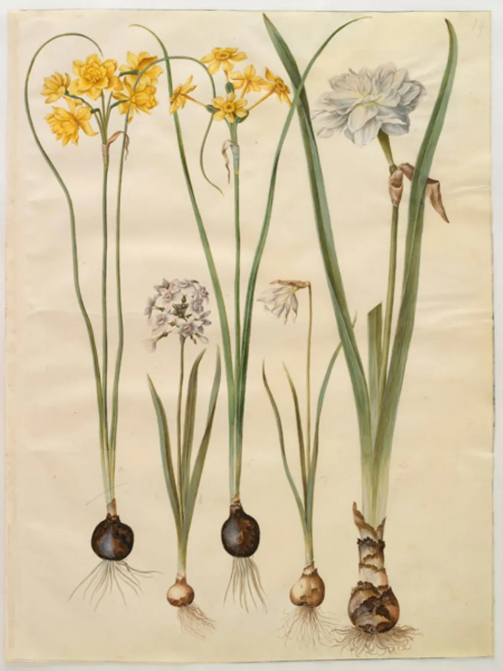 Narcissus jonquilla (siv-narcis); Narcissus tazetta (tazet); Narcissus pseudonarcissus moschatus (moskus-narcis); Narcissus poeticus (pinselilje), by Unknown, unspecified, 1654