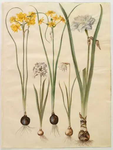 Narcissus jonquilla (siv-narcis); Narcissus tazetta (tazet); Narcissus pseudonarcissus moschatus (moskus-narcis); Narcissus poeticus (pinselilje), by Unknown