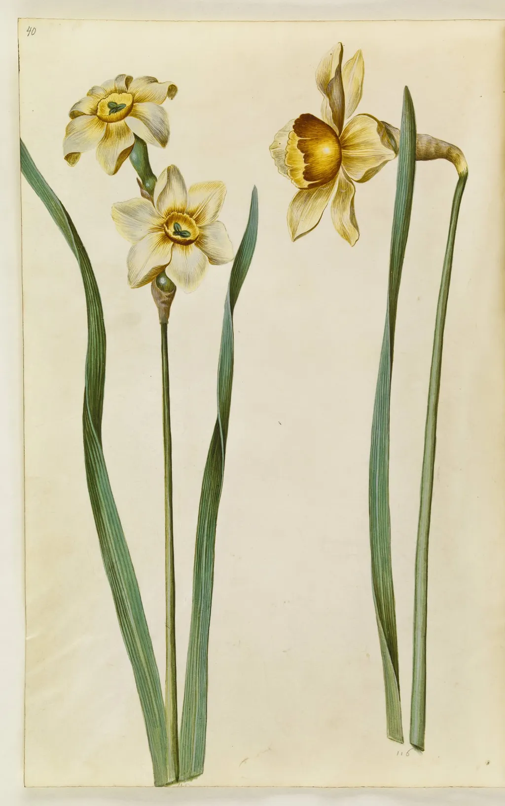 Narcissus ×medioluteus (toblomstret narcis); Narcissus ×incomparabilis (have-narcis), by Unknown, unspecified, 1650
