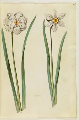 Narcissus poeticus (pinselilje), by Unknown