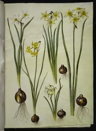 Narcissus poeticus (pinselilje); Narcissus triandrus (orkide-narcis); Narcissus ×medioluteus (toblomstret narcis), by Unknown