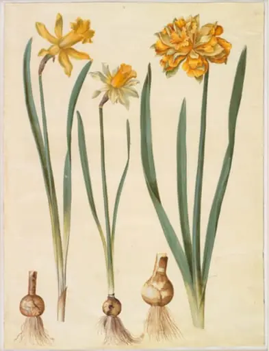 Narcissus pseudonarcissus major (stor påskelilje); Narcissus pseudonarcissus bicolor (tofarvet påskelilje); Narcissus pseudonarcissus, by Unknown