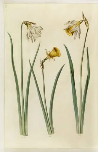 Narcissus pseudonarcissus moschatus (moskus-narcis); Narcissus bulbocodium (krinoline-narcis); Narcissus pseudonarcissus (påskelilje), by Unknown