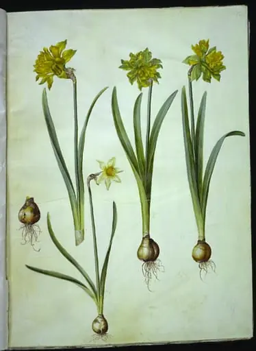 Narcissus pseudonarcissus; Narcissus ? ×incomparabilis (have-narcis), by Unknown