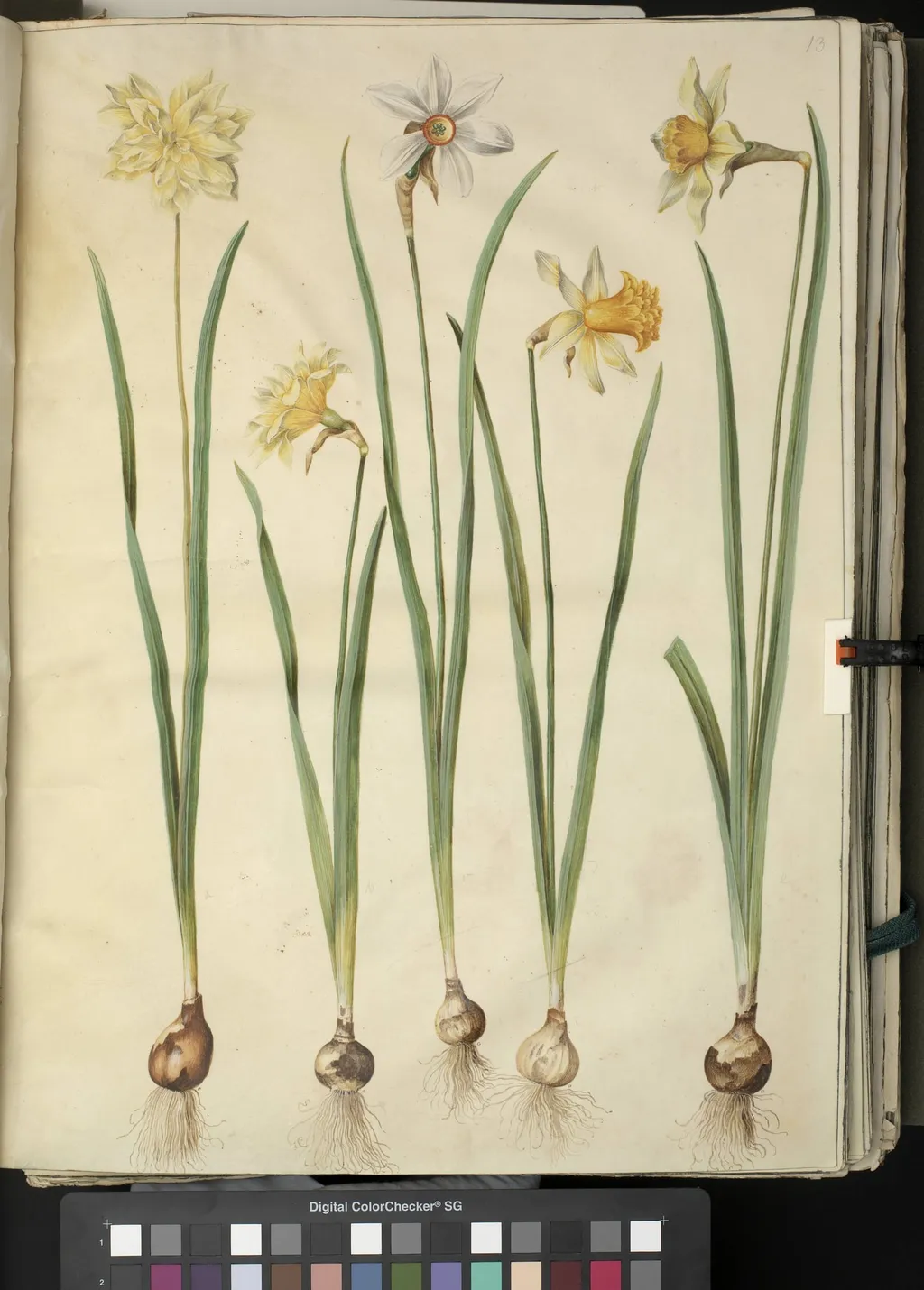 Narcissus pseudonarcissus; Narcissus poeticus (pinselilje); Narcissus ×incomparabilis (have-narcis), by Unknown, unspecified, 1654