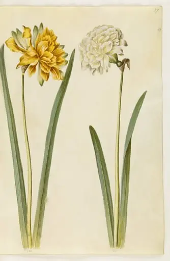 Narcissus pseudonarcissus (påskelilje), by Unknown