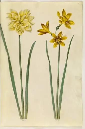 Narcissus pseudonarcissus (påskelilje); Narcissus tazetta aureus (guld-tazet), by Unknown