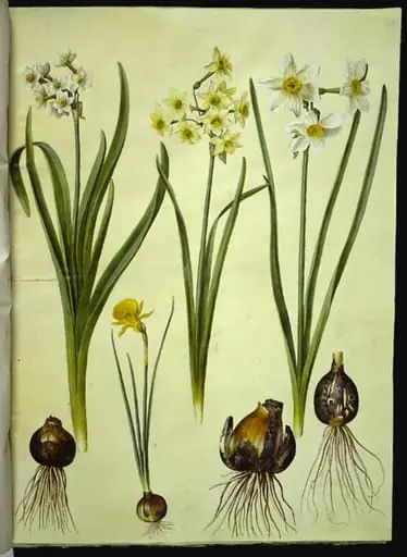 Narcissus tazetta (tazet); Narcissus ×medioluteus (toblomstret narcis); Narcissus bulbocodium (krinoline-narcis), by Unknown