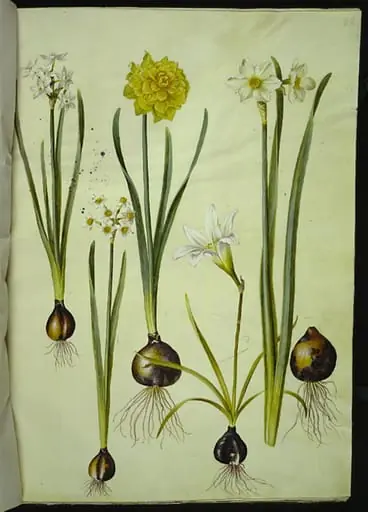 Narcissus tazetta (tazet); Narcissus pseudonarcissus (påskelilje); Zephyranthes atamasca (zefyrblomst); Narcissus ? ×incomparabilis (have-narcis), by Unknown
