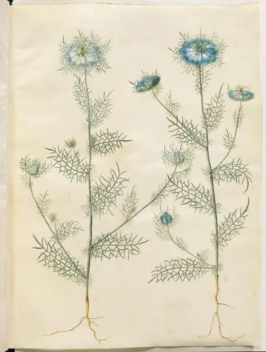 Nigella damascena (jomfru i det grønne), by Unknown