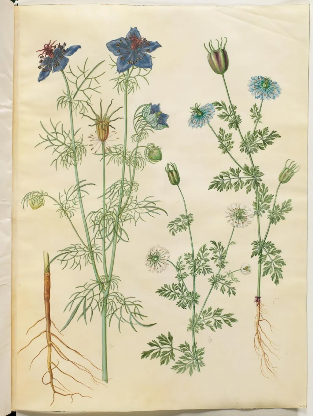 Nigella hispanica (djævlen i busken); Nigella sativa (sortkommen), by Unknown, unspecified, 1654