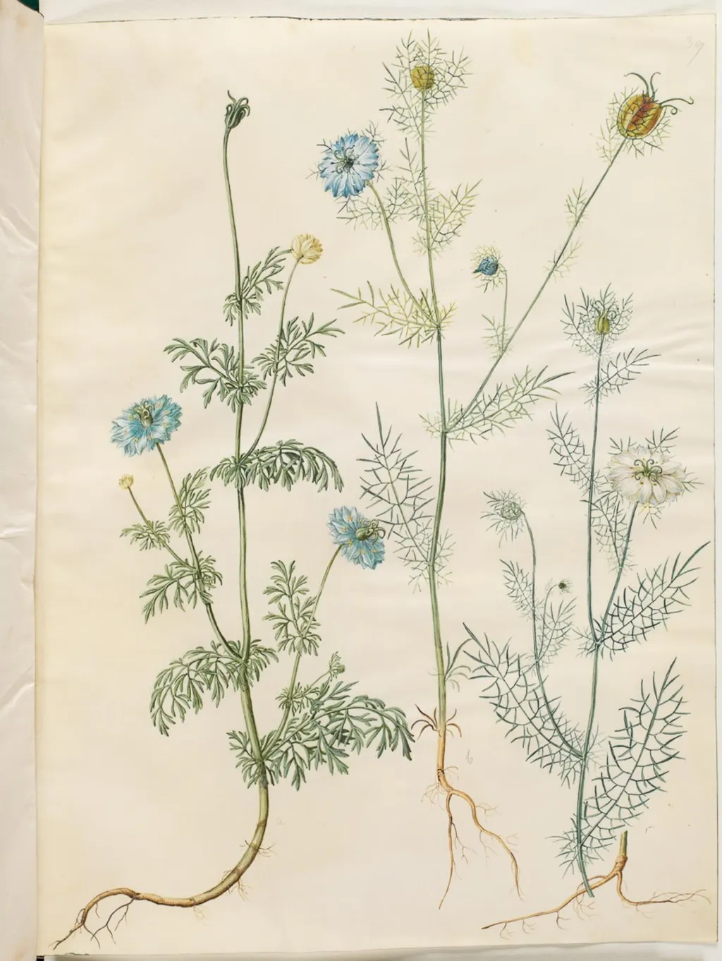 Nigella sativa (sortkommen); Nigella damascena (jomfru i det grønne), by Unknown, unspecified, 1654