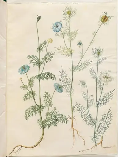 Nigella sativa (sortkommen); Nigella damascena (jomfru i det grønne), by Unknown