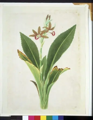 Nun Orchid, by Unknown