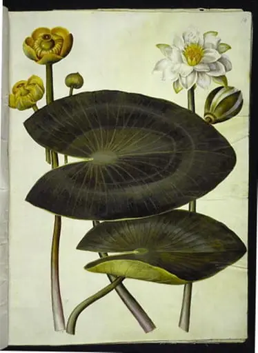 Nuphar lutea (gul åkande); Nymphaea alba (hvid nøkkerose), by Unknown