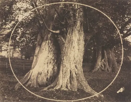 Oak Trees in a Graveyard, by Unknown