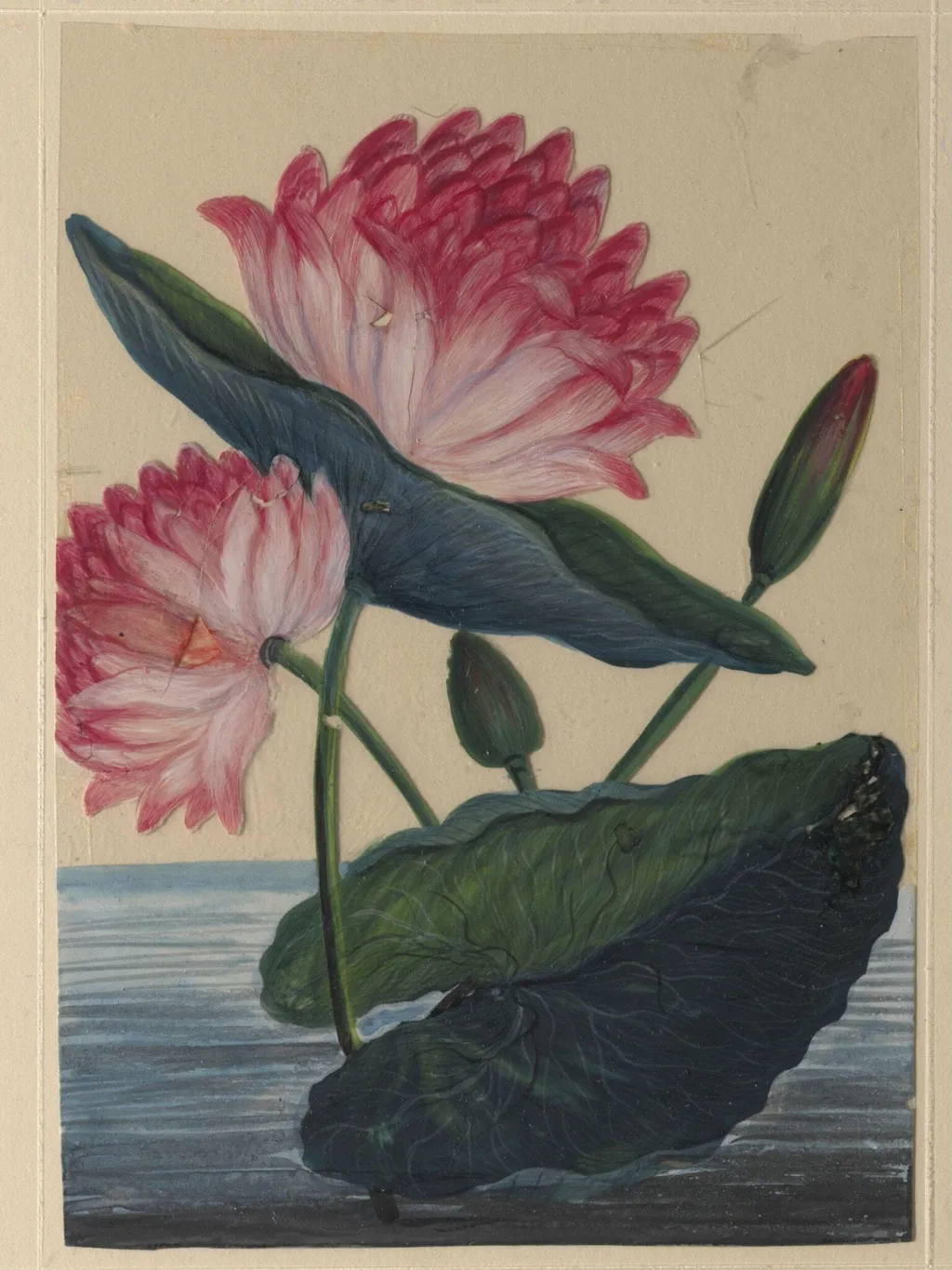 One of eighteen drawings of flowers., by Unknown, paint, 1860