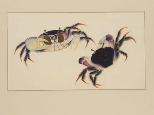 One of four natural-history drawings., by Unknown