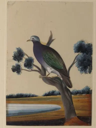 One of nine drawings of birds., by Unknown