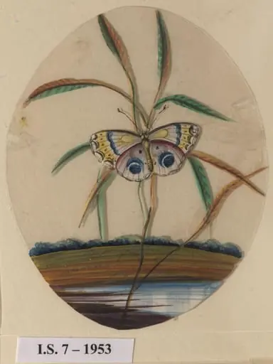 One of six unidentified butterflies on leafy sprays., by Unknown