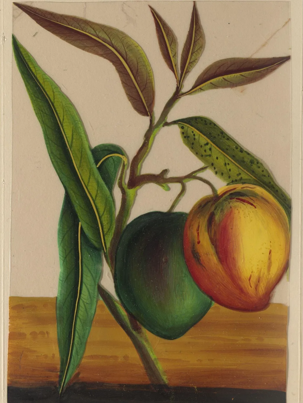One of twelve drawings of fruits and vegetables., by Unknown, paint, 1860