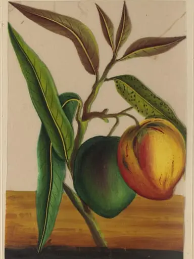 One of twelve drawings of fruits and vegetables., by Unknown