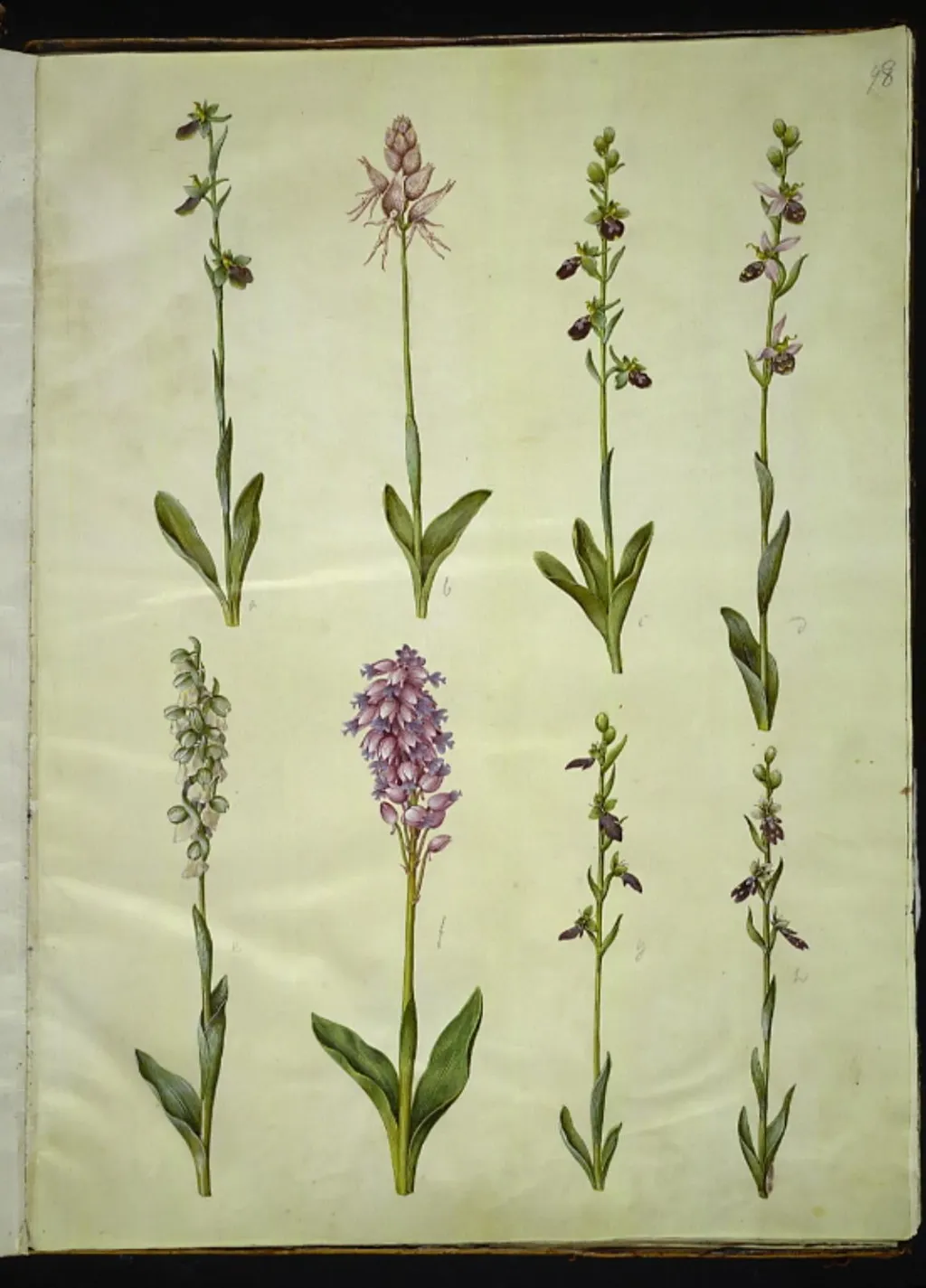 Ophrys apifera eller Ophrys sphegodes (bi-flueblomst eller tidlig flueblomst); "Orchis simia" (fantasiblomst); Ophrys apifera (bi-flueblomst); Orchis (gøgeurt); Orchis militaris (ridder-gøgeurt); Ophrys insectifera (almindelig flueblomst), by Unknown, unspecified, 1654