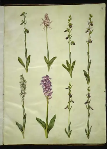 Ophrys apifera eller Ophrys sphegodes (bi-flueblomst eller tidlig flueblomst); "Orchis simia" (fantasiblomst); Ophrys apifera (bi-flueblomst); Orchis (gøgeurt); Orchis militaris (ridder-gøgeurt); Ophrys insectifera (almindelig flueblomst), by Unknown