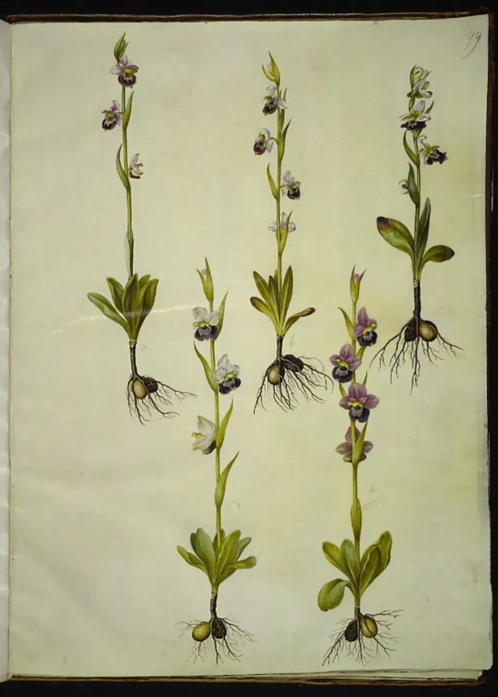 Ophrys fuciflora (drone-flueblomst), by Unknown, unspecified, 1654