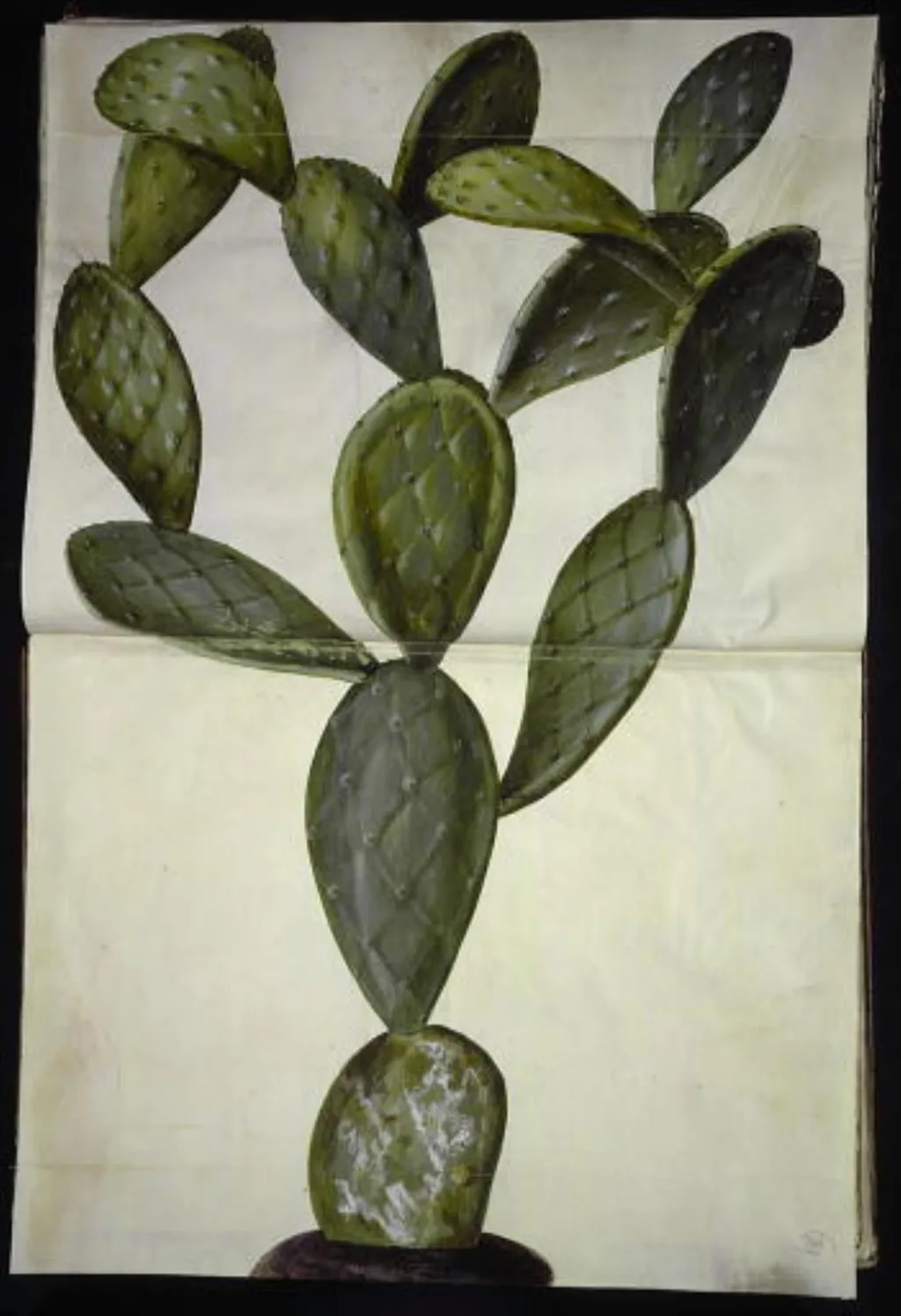 Opuntia monacantha (entornet figenkaktus), by Unknown, unspecified, 1654