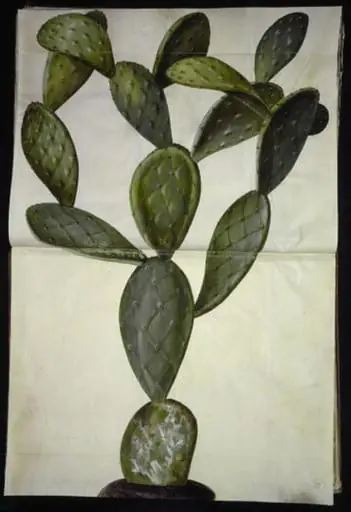 Opuntia monacantha (entornet figenkaktus), by Unknown