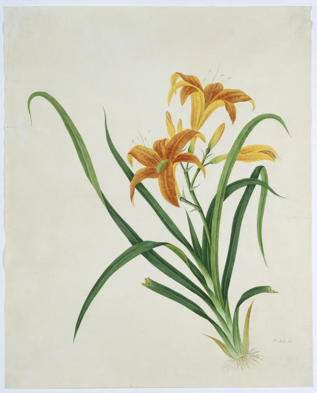 Orange Day Lily, by Unknown, paint, 1800