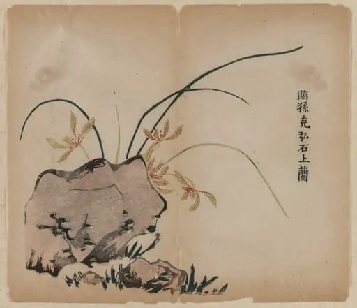 Orchid on Rocks, by Unknown