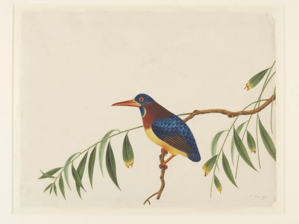 Oriental dwarf kingfisher, by Unknown, paint, 1800