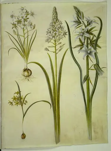 Ornithogalum umbellatum (kost-fuglemælk); Ornithogalum pyramidale (pyramide-fuglemælk); Gagea lutea (almindelig guldstjerne); Ornithogalum nutans (nikkende fuglemælk), by Unknown