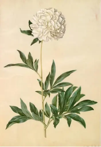 Paeonia lactiflora (silke-pæon), by Unknown