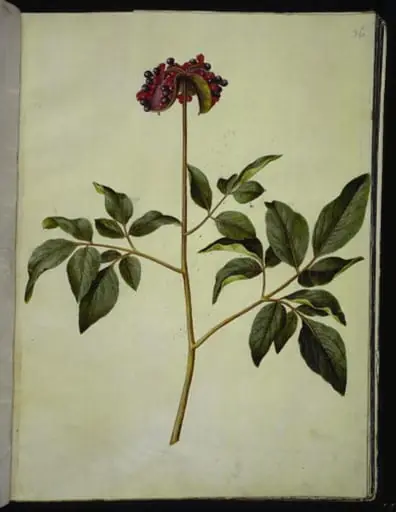 Paeonia mascula (rosen-silkeplante), by Unknown
