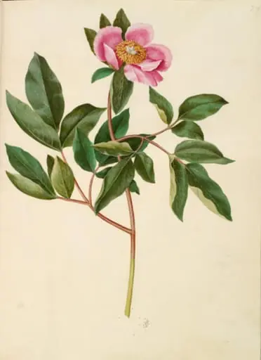 Paeonia mascula (storbladet pæon), by Unknown