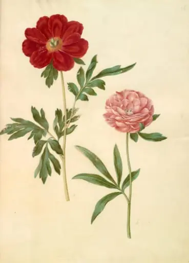Paeonia officinalis (bonderose), by Unknown