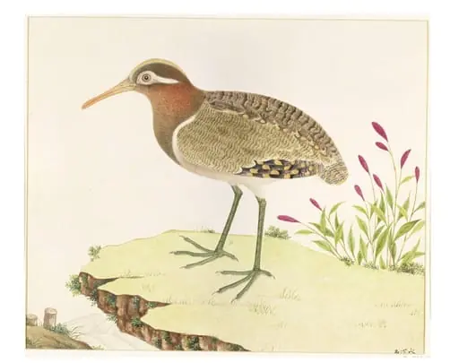 Painted Snipe, by Unknown